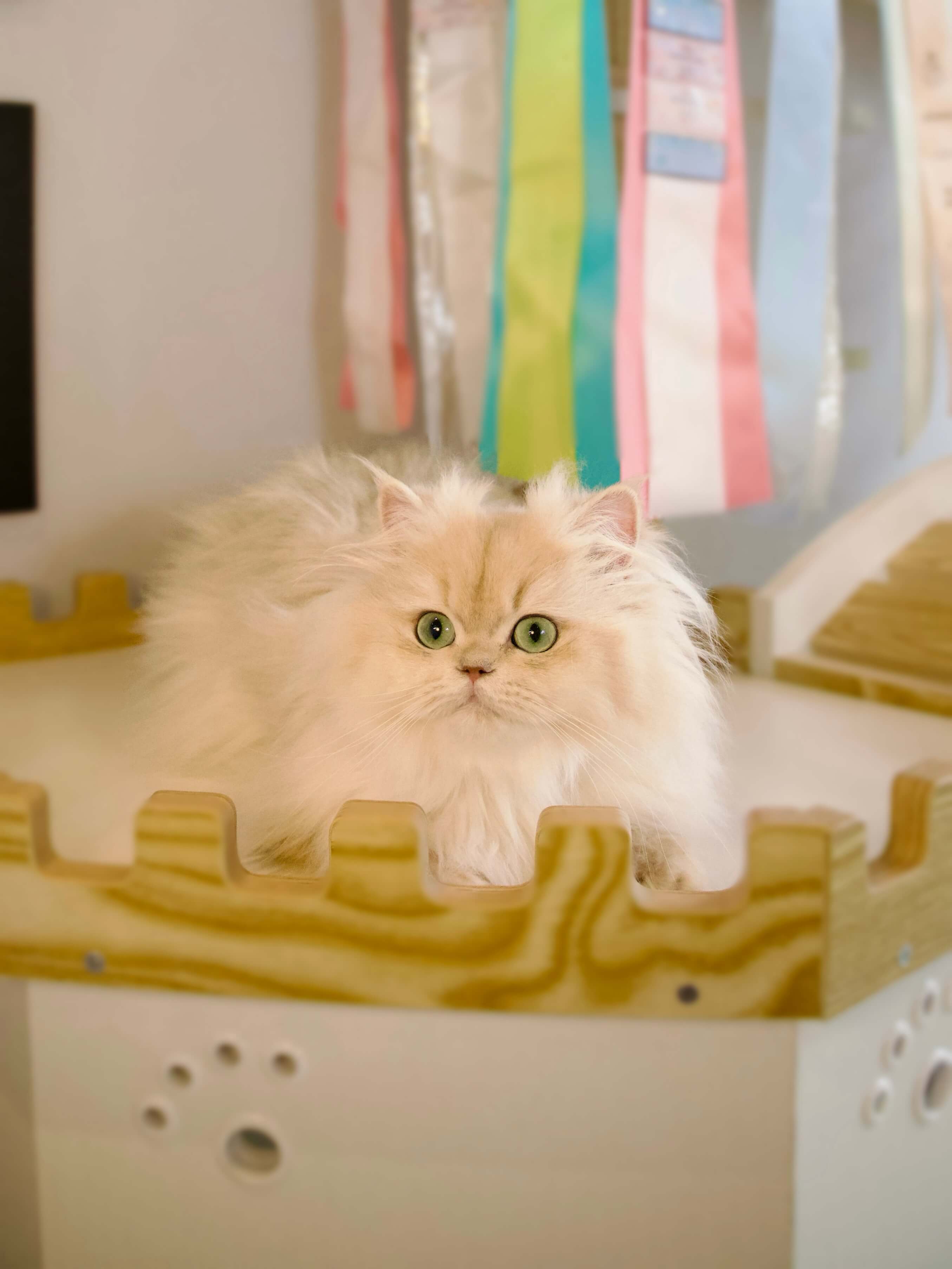 CatKing Resort