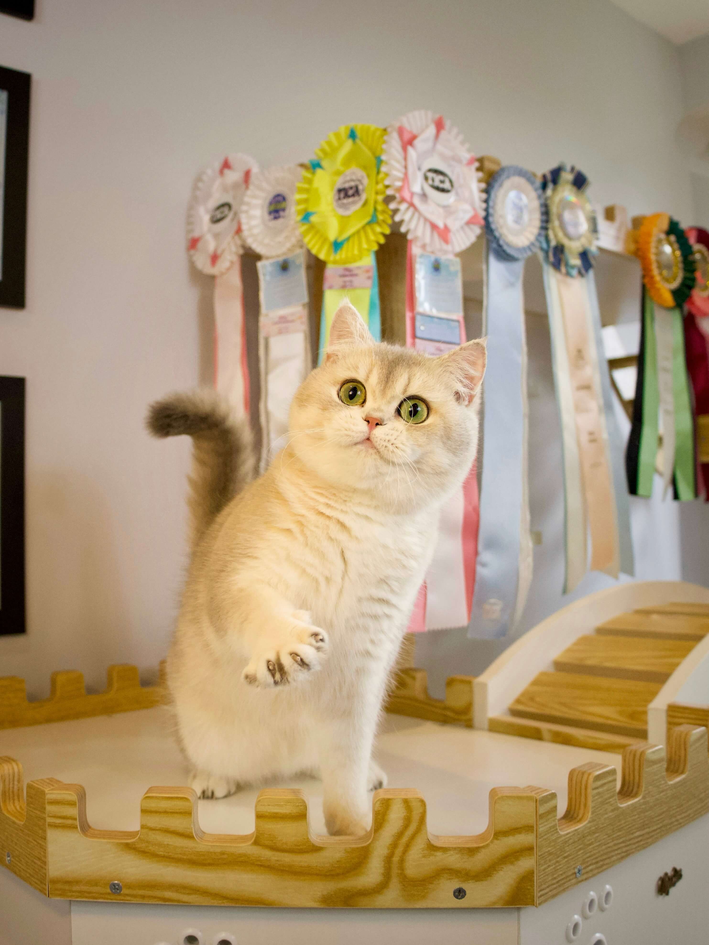 CatKing Resort