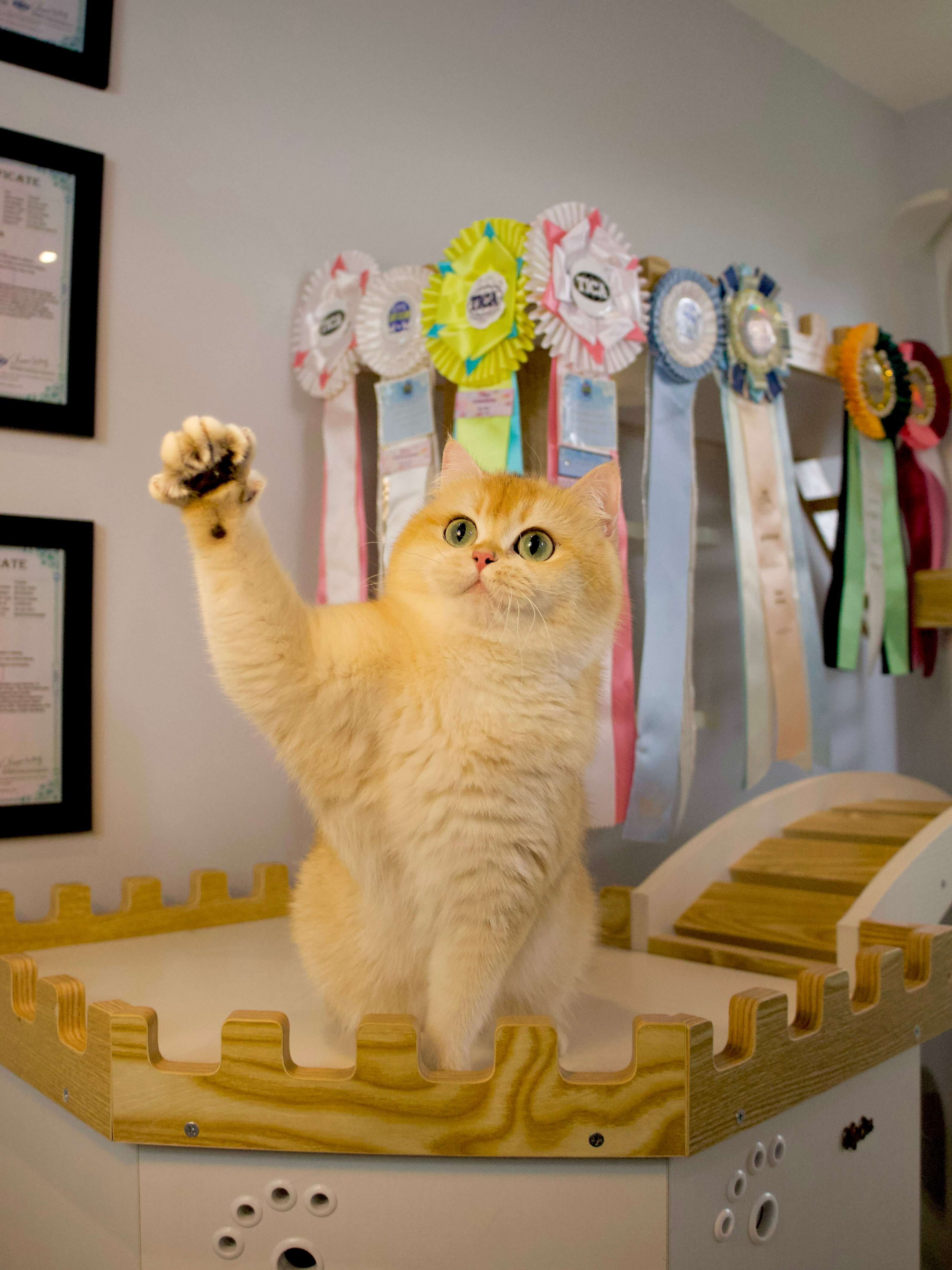 CatKing Resort