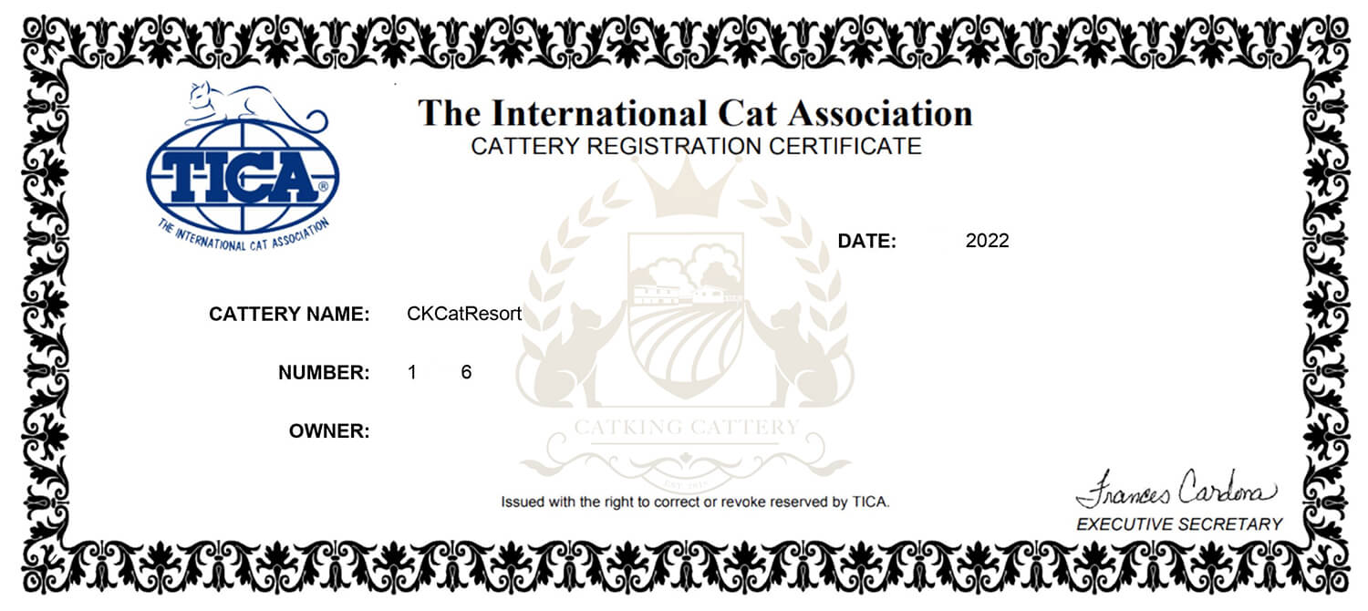 CatKing TICA Certificate