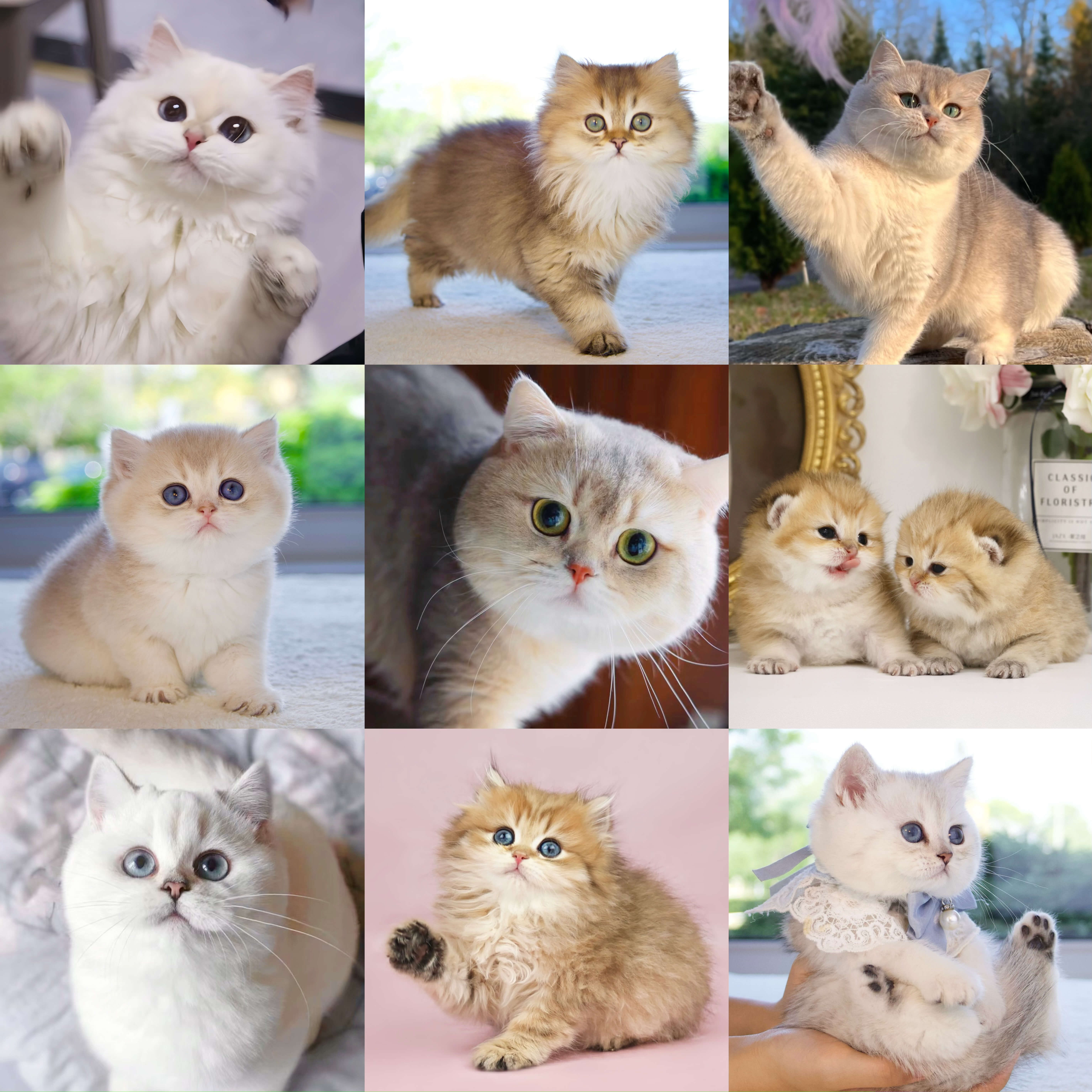 CatKing Resort